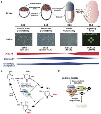 PRDM14 Is a Unique Epigenetic Regulator Stabilizing Transcriptional Networks for Pluripotency